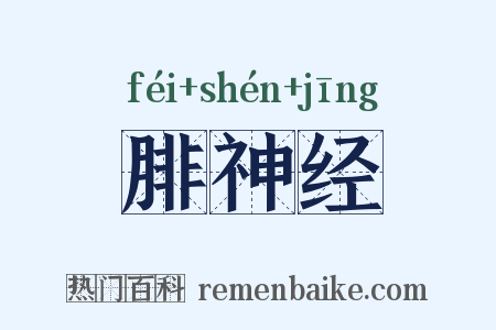 腓神经是什么意思的图片